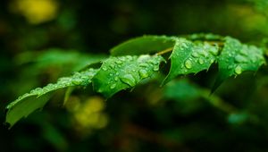 Preview wallpaper leaf, drops, rain, branch, macro