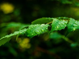 Preview wallpaper leaf, drops, rain, branch, macro