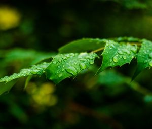 Preview wallpaper leaf, drops, rain, branch, macro