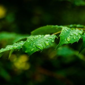Preview wallpaper leaf, drops, rain, branch, macro