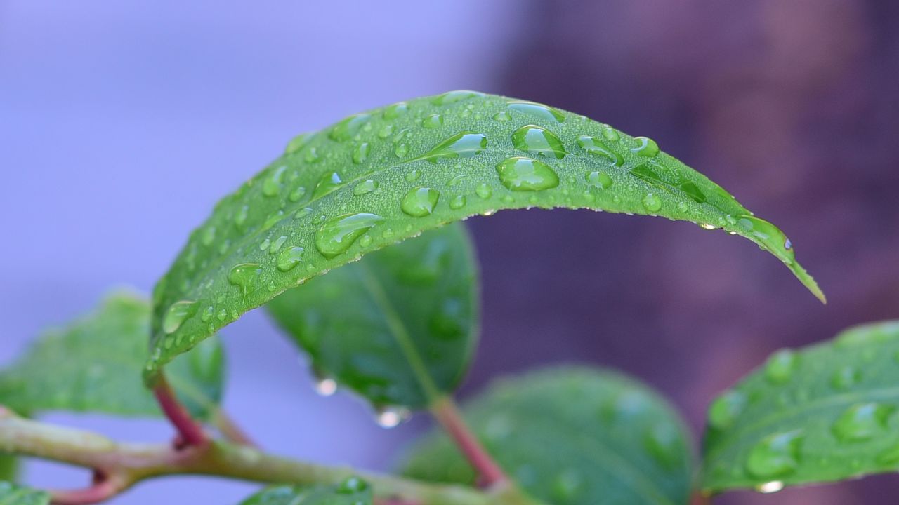 Wallpaper leaf, drops, rain, water, macro, green