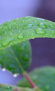 Preview wallpaper leaf, drops, rain, water, macro, green
