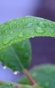 Preview wallpaper leaf, drops, rain, water, macro, green