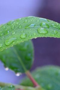 Preview wallpaper leaf, drops, rain, water, macro, green