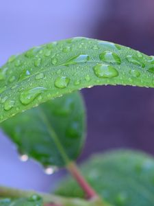 Preview wallpaper leaf, drops, rain, water, macro, green