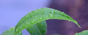 Preview wallpaper leaf, drops, rain, water, macro, green