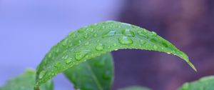 Preview wallpaper leaf, drops, rain, water, macro, green