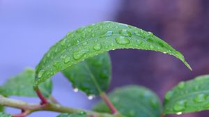 Preview wallpaper leaf, drops, rain, water, macro, green