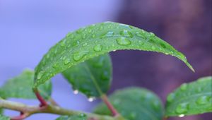 Preview wallpaper leaf, drops, rain, water, macro, green