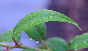 Preview wallpaper leaf, drops, rain, water, macro, green
