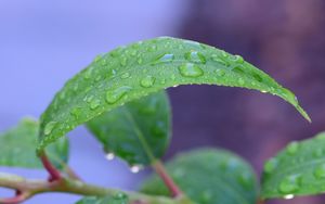 Preview wallpaper leaf, drops, rain, water, macro, green