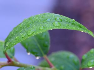 Preview wallpaper leaf, drops, rain, water, macro, green
