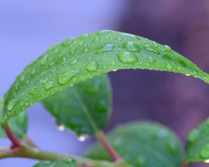 Preview wallpaper leaf, drops, rain, water, macro, green