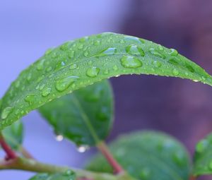 Preview wallpaper leaf, drops, rain, water, macro, green