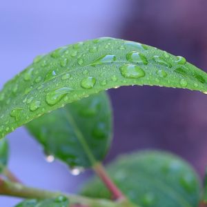 Preview wallpaper leaf, drops, rain, water, macro, green