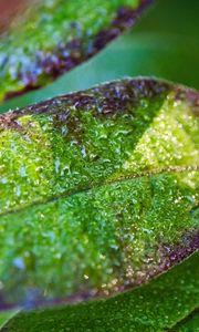 Preview wallpaper leaf, drops, rain, water, blur, macro