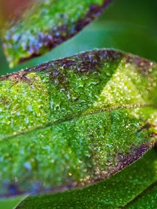 Preview wallpaper leaf, drops, rain, water, blur, macro