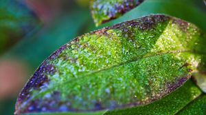 Preview wallpaper leaf, drops, rain, water, blur, macro