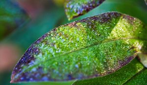 Preview wallpaper leaf, drops, rain, water, blur, macro