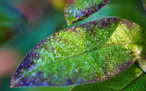 Preview wallpaper leaf, drops, rain, water, blur, macro