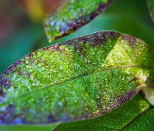 Preview wallpaper leaf, drops, rain, water, blur, macro