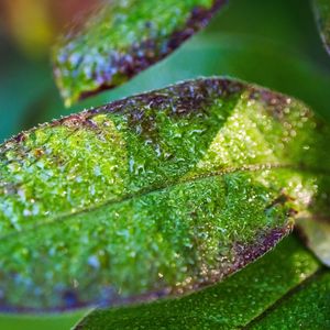 Preview wallpaper leaf, drops, rain, water, blur, macro