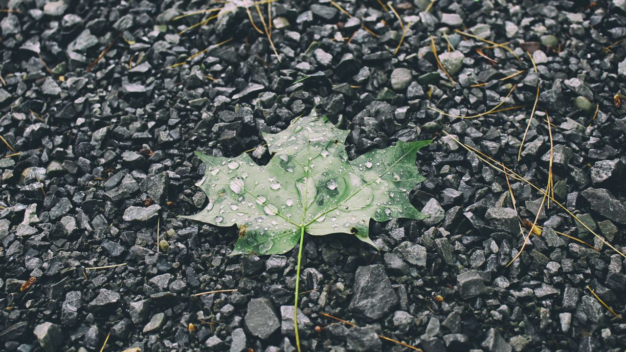 Wallpaper leaf, drops, stones