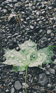 Preview wallpaper leaf, drops, stones