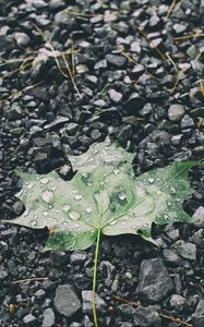 Preview wallpaper leaf, drops, stones