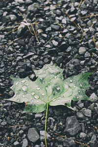 Preview wallpaper leaf, drops, stones