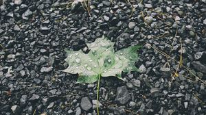 Preview wallpaper leaf, drops, stones