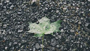 Preview wallpaper leaf, drops, stones