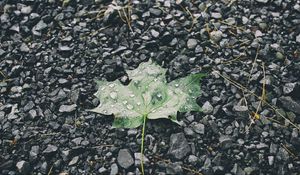 Preview wallpaper leaf, drops, stones