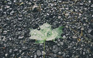 Preview wallpaper leaf, drops, stones