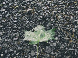Preview wallpaper leaf, drops, stones