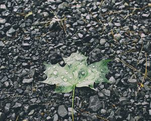Preview wallpaper leaf, drops, stones
