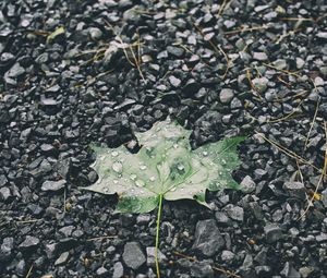 Preview wallpaper leaf, drops, stones