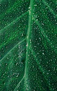 Preview wallpaper leaf, drops, surface