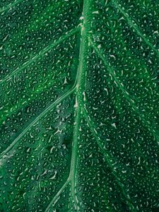 Preview wallpaper leaf, drops, surface