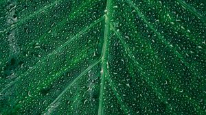 Preview wallpaper leaf, drops, surface