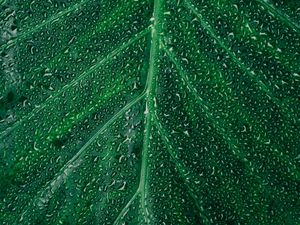 Preview wallpaper leaf, drops, surface