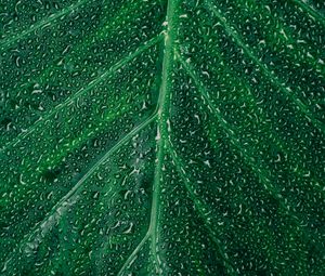 Preview wallpaper leaf, drops, surface