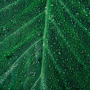 Preview wallpaper leaf, drops, surface