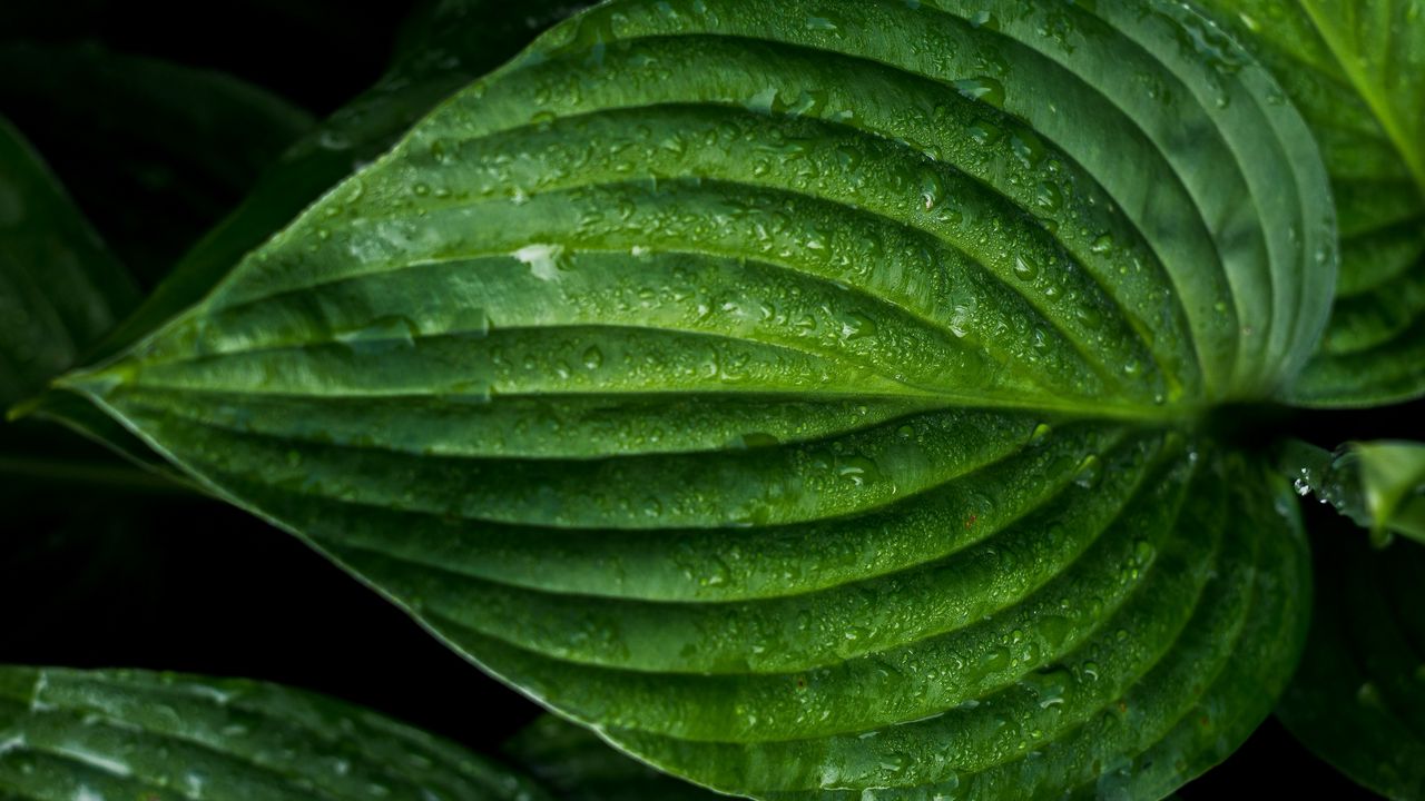 Wallpaper leaf, drops, surface