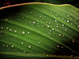 Preview wallpaper leaf, drops, surface, shadow