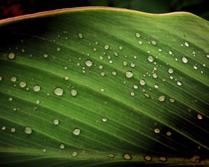 Preview wallpaper leaf, drops, surface, shadow