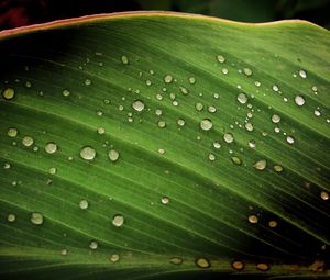 Preview wallpaper leaf, drops, surface, shadow