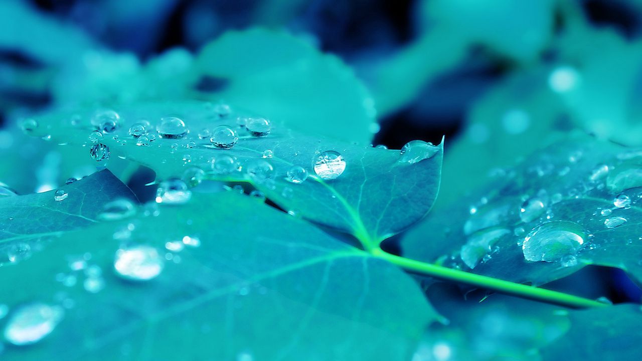 Wallpaper leaf, drops, surface, light