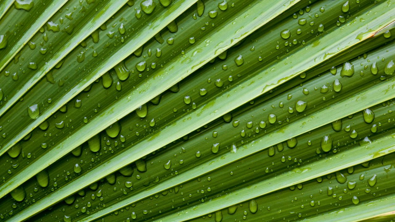 Wallpaper leaf, drops, veins, macro, water