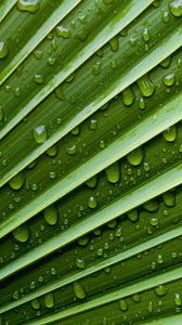 Preview wallpaper leaf, drops, veins, macro, water